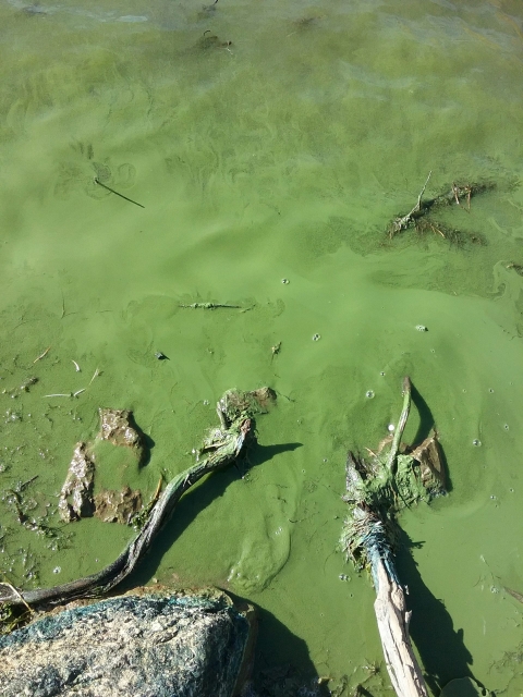 Bright green pond scum with rocks and woody debris