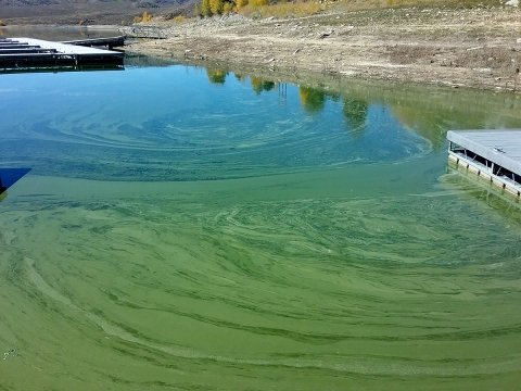 Swirly green algae scum on a pond with a shoreline in view and decks