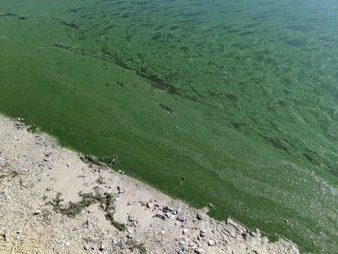 Green scum algae along shoreline