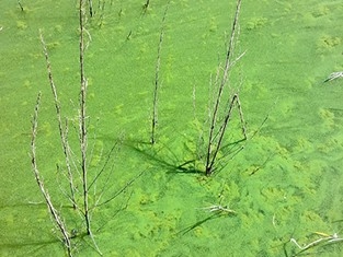 Bright green scum algal with plant sticks emerging from the surface on water