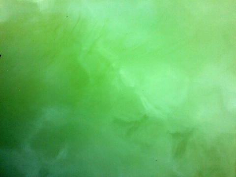 Bright green algae in water