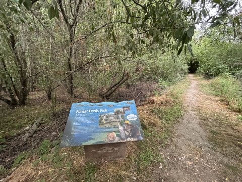 Interpretive sign about forest and fish along a dirt path