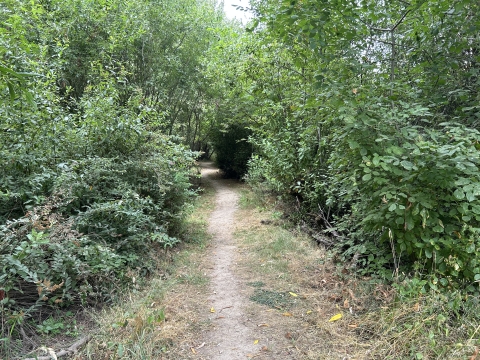 Dirt path through forest