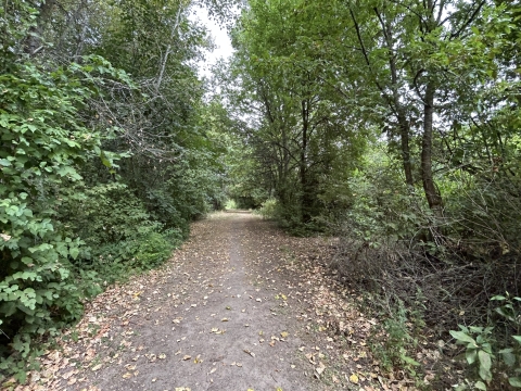 Dirt path through forest