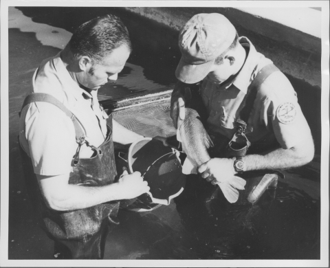 Two people standing in the water in a fisheries pool; the water comes about to their waists. Both wear rubber wading overalls, and the man on right is wearing a Fish and Wildlife Service uniform shirt, as well as a ball cap. This person is holding a fish in such a way that it's releasing liquid into a bucket being held by the person on the left.