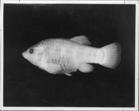 image of a small fish