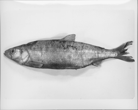 a fish (Longjaw cisco)