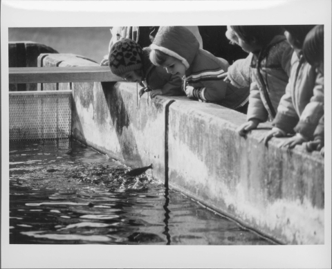 View of the a long, rectangular fish tank, with high concrete side walls; the image is taken just a little bit above the surface of the water. Fish splash around in the water, center. Around six (6) young children lean over the side wall on the right, intently watching the fish (and with delight - child in the center has a big smile). A mesh screen or gate is visible in the left end of the tank.