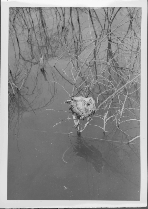 Young Owl, perched on a thin branch of marsh vegetation (know as scrub), in a wetland area. The owl is just above the waterline. Other similar marsh vegetation is in the upper portion of the frame. The Owl appears to be looking up at the camera (the shot is slightly overhead).