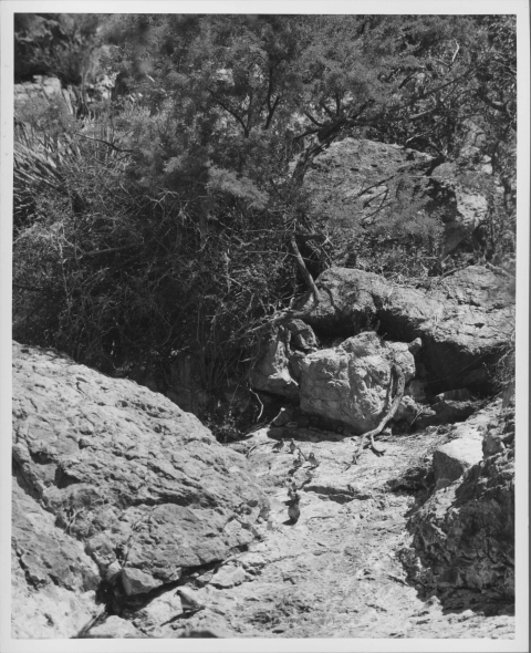 Rocky terrain, with in the center a group of about 8 Quail, moving in a roughly single-file line, headed toward the camera. In the background is more rocky terrain and desert vegetation (bushes, small trees)