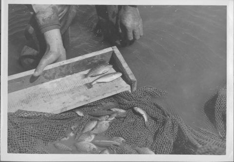 close-up of a person (only their hands and lower legs are in the frame) holding with a small wooden tray (with sidewalls on at least two sides, and none on the bottom edge) that features two small fishes on it. In the water in the foreground is a net with numerous small fish containing within it.
