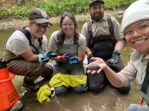 Four U.S. Fish and Wildlife Service biologists wading in a river holding up mussels they’ve found.