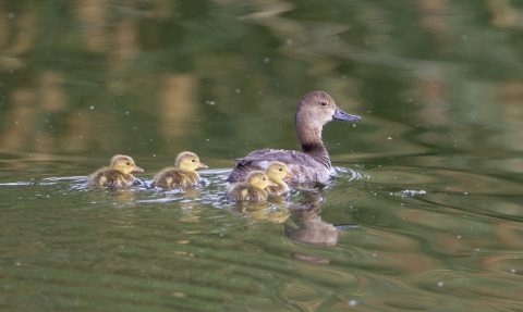 Hen duck and 4 ducklings