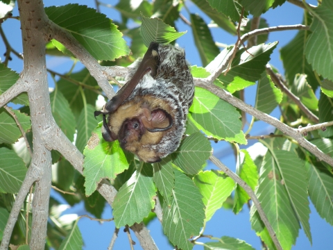 A hoary bat roosting in a tree