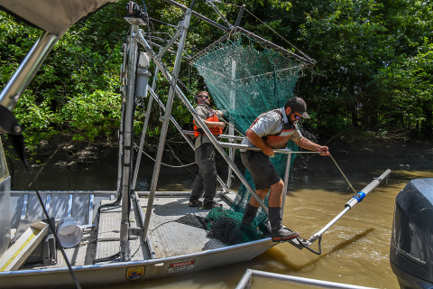 Electrified Dozer trawl being readied to make a sampling pass. 