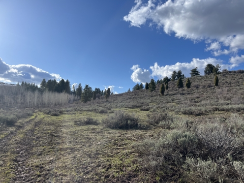 A landscape photo of a spring day in the new acquisition. The sky is sunny and blue with shimmering, heavy, silver clouds. The ground has short grass and is shiny with mud from recent snow melt. The land hosts scattered sagebrush plants, a dense, white aspen stand, round, dark-green rocky mountain junipers, and tall, green conifer trees in the background.