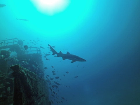 Sand tiger shark swims past artificial reef built from a ship