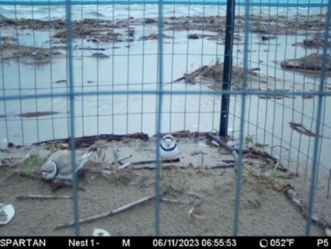 Enclosure to protect piping plover nests from predators at Longtail Point on Green Bay in Wisconsin.
