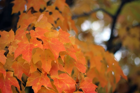 lose-up of vibrant orange maple leaves with detailed veins against a softly blurred autumn background.