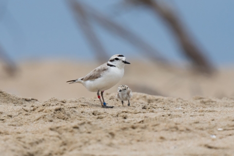 Threatened western snowy plover and chick at Huntington State Beach in California.