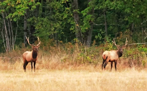 Large brown elk roving around a field
