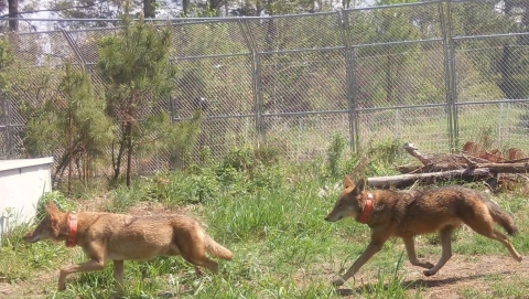 Red Wolves 2409F and 2371M in an acclimation pen on Alligator River National Wildlife Refuge prior to their release in late May.