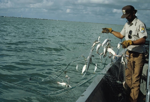Checking gill nets
