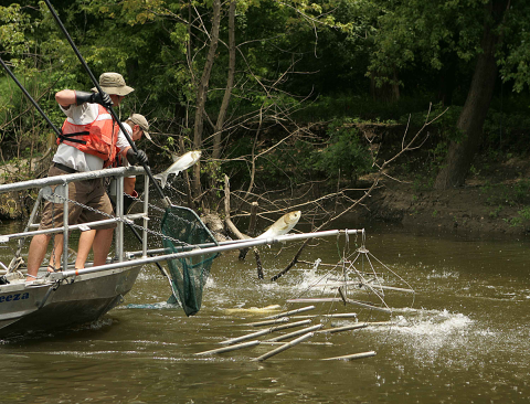 Illustration of the significant escape response that leads to low capture probability of silver carp when using traditional boat electrofishing gear.