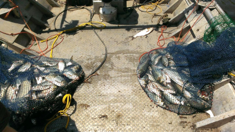 Nets full of invasive carp