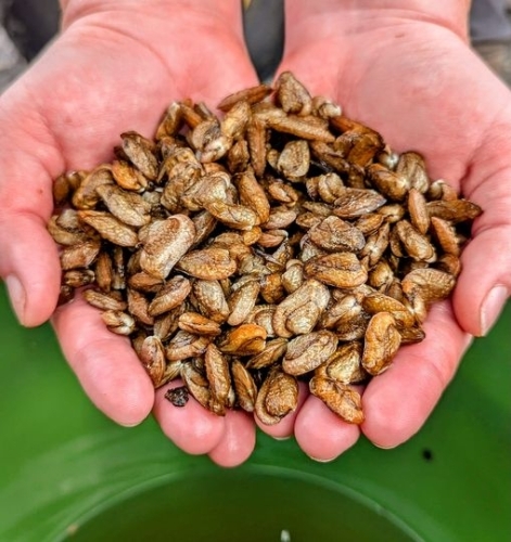 Image of 2 hands holding tan mussels.