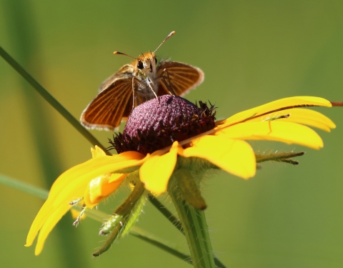 Poweshiek skipperling (small brown butterfly) on a black eyed susan (flower) | by U.S. Fish and Wildlife Service - Midwest Region