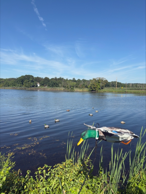 Duck hunting techniques 