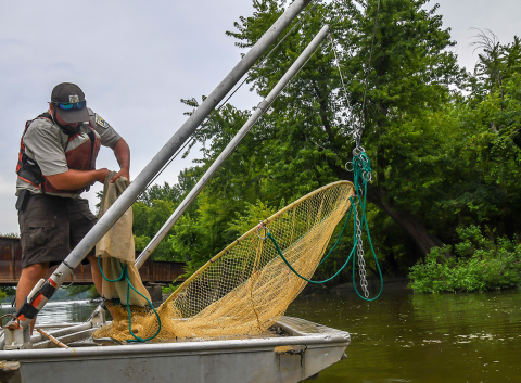Push trawl being hauled-in to empty catch.