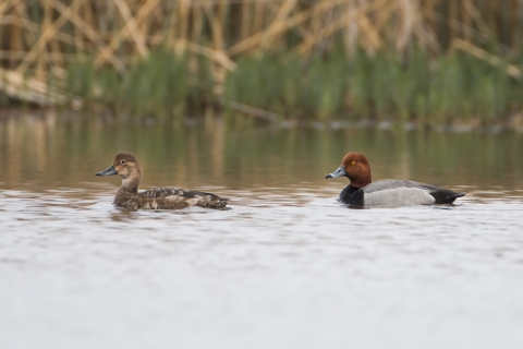 A male and female redhead duck