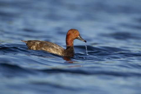 A drake redhead on a body of water