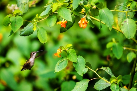 A hummingbird in side profile flying towards a jewelweed plant with orange tubular flowers and bright green leaves with the green leaves and orange flowers as the blurred background.