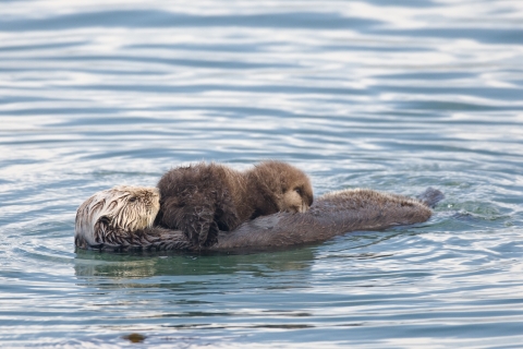A mother sea otter floating on her back with her pup resting on her belly while nursing