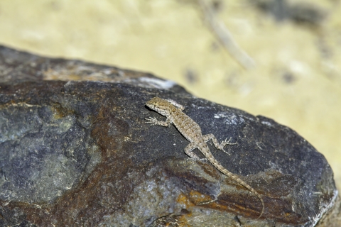 Side-blotched Lizard