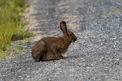 Snowshoe hare on the edge of a gravel road