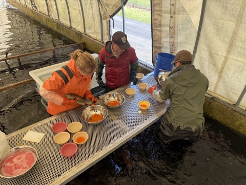 Two men and a woman stand in a concrete fish raceway. The woman is squeezing eggs from a trout into a large bowl. The men are moving smaller bowls around. 