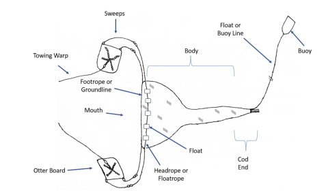 A surface otter trawl dorsal view.