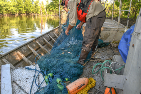The trawl and boards have been fully retrieved and the cod is being untied to process the catch.