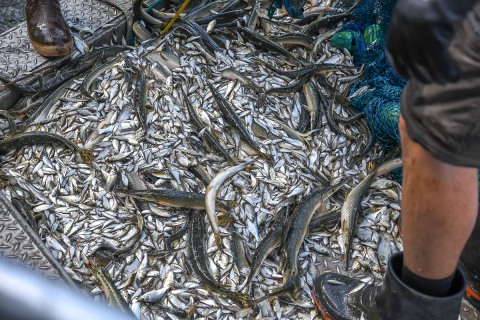 The catch is composed of numerous smaller-bodied individuals of several species