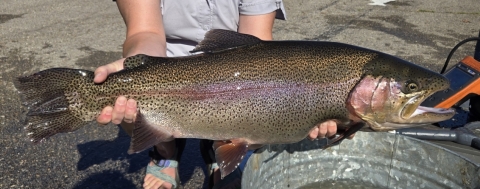 One of the larger Rainbow trout removed from the display raceway