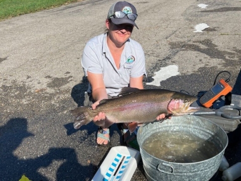 Large Rainbow trout removed from the display raceway