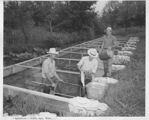 View of fisheries pool, divided into about a dozen rectangular pens, stretching from the left foreground to the right-center background; the frames dividing the pens are constructed of metal mesh and wood. Two men stand in the pen closest to the camera, with the one on the left holding a rectangular fish net, and the one on the right is holding a fish by it's mouth. A metal tub sits on the retaining wall to the right of them. A third man is standing on the bank above the pen behind them, holding a jar.