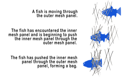 This series of three stages illustrate the process of capturing a fish by “bagging” in a trammel net.