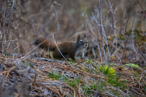 A gray squirrel