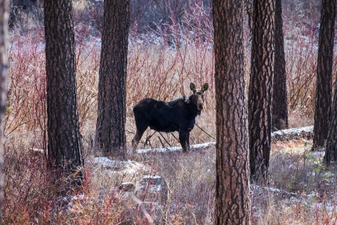 A moose stands among pine trees