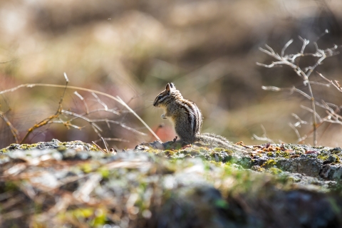 A small chipmunk sitting on a rock